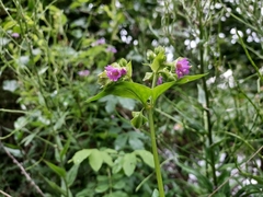Mirabilis nyctaginea