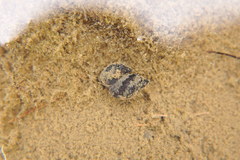 Physa