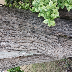 Catalpa speciosa