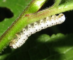 Tenthredo scrophulariae