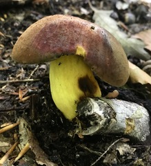 Boletus sensibilis