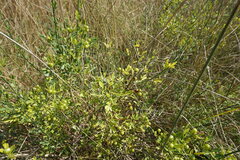 Chrysojasminum fruticans