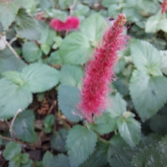 Acalypha pendula