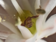 Synema globosum