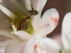 Synema globosum