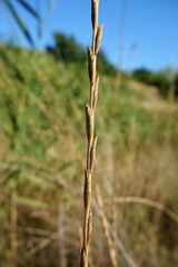 Thinopyrum elongatum