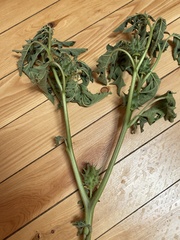Datura quercifolia