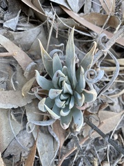 Dudleya