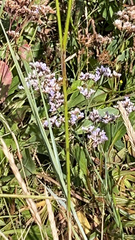 Limonium vulgare