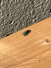 Chrysididae