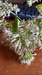 Mikania scandens