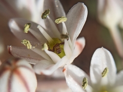 Synema globosum
