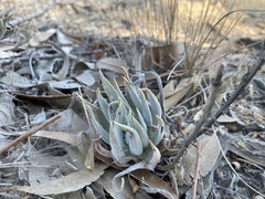 Dudleya