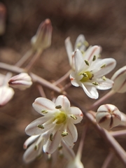 Drimia maritima