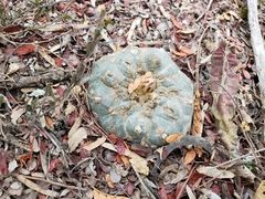 Lophophora williamsii