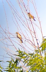 Chondestes grammacus