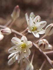 Drimia maritima