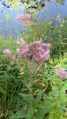 Eutrochium maculatum