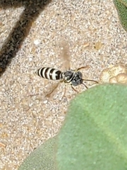 Microbembex monodonta