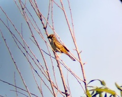 Chondestes grammacus