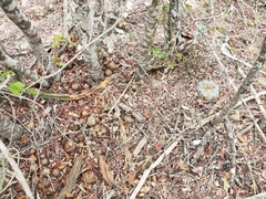 Lophophora williamsii