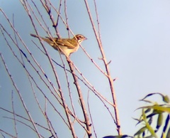 Chondestes grammacus