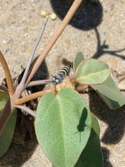 Microbembex monodonta