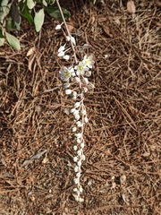 Drimia maritima