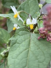 Solanum nigrum
