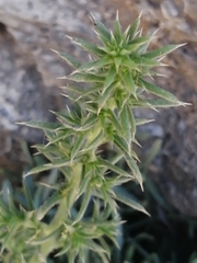 Salsola kali