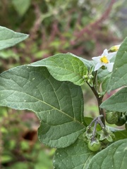 Solanum nigrum