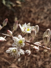 Drimia maritima