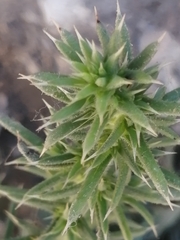 Salsola kali