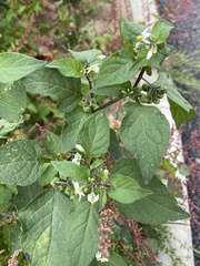 Solanum nigrum