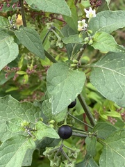Solanum nigrum