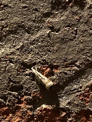 Microcrambus elegans