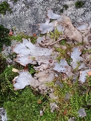 Peltigera canina