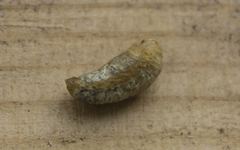 Ophraella communa