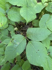 Toxicodendron