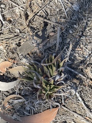 Dudleya caespitosa