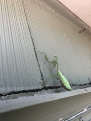 Stagmomantis carolina