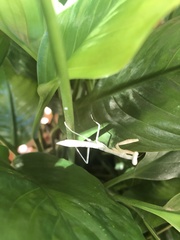 Stagmomantis carolina