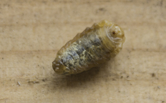 Ophraella communa