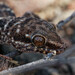 South American Marked Gecko - Photo (c) Quentin Vandemoortele, some rights reserved (CC BY-NC), uploaded by Quentin Vandemoortele