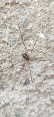 Cosmobunus granarius