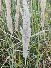 Calamagrostis