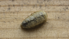 Ophraella communa