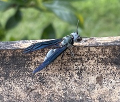 Synoeca septentrionalis