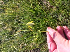 Albuca cooperi