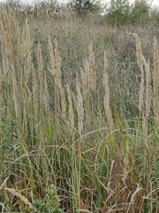 Calamagrostis
